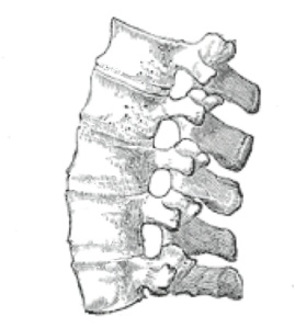 Ankylosis, with an image of the spine from Gray's Anatomy.